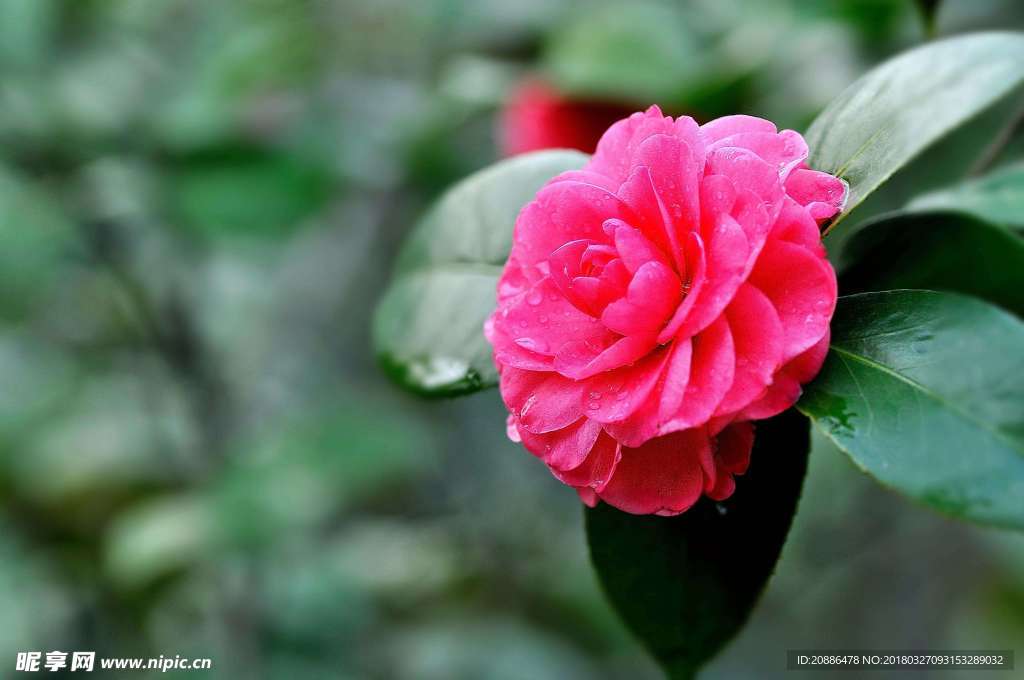 山茶花