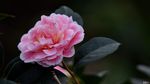 山茶花