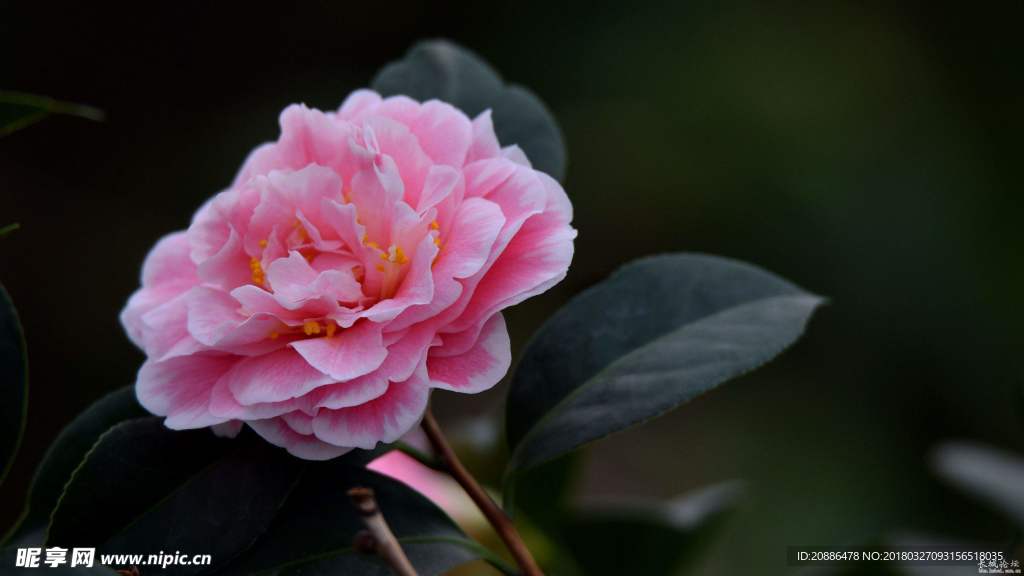 山茶花