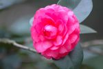 山茶花