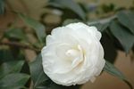 山茶花