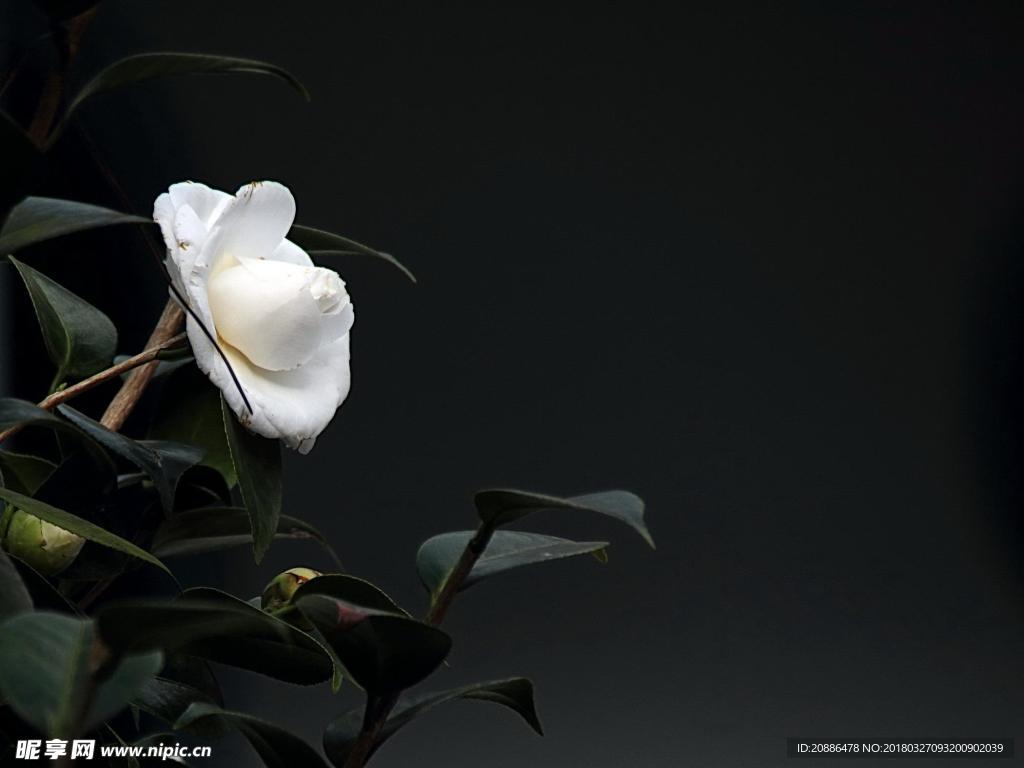 山茶花