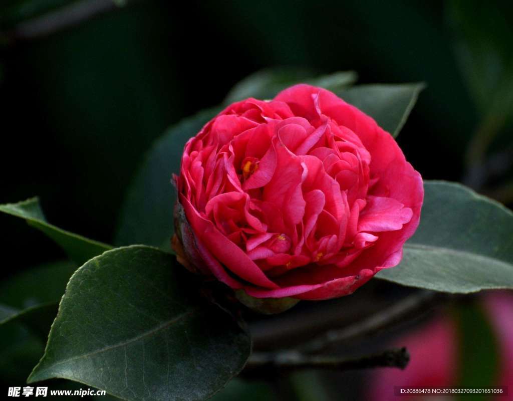山茶花