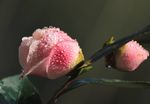 山茶花