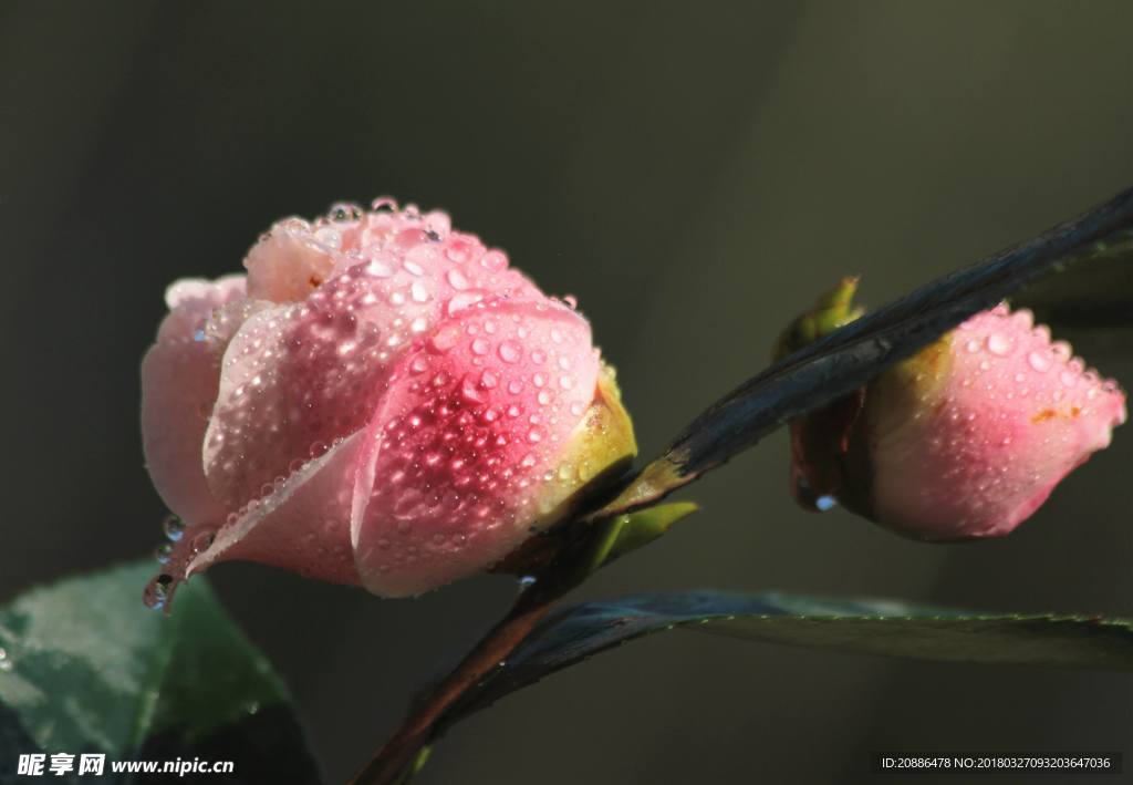 山茶花