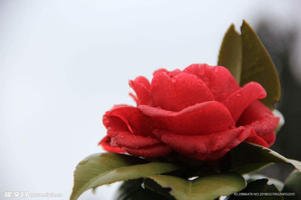 山茶花