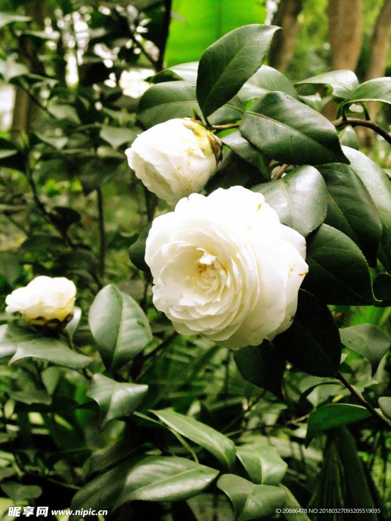 山茶花