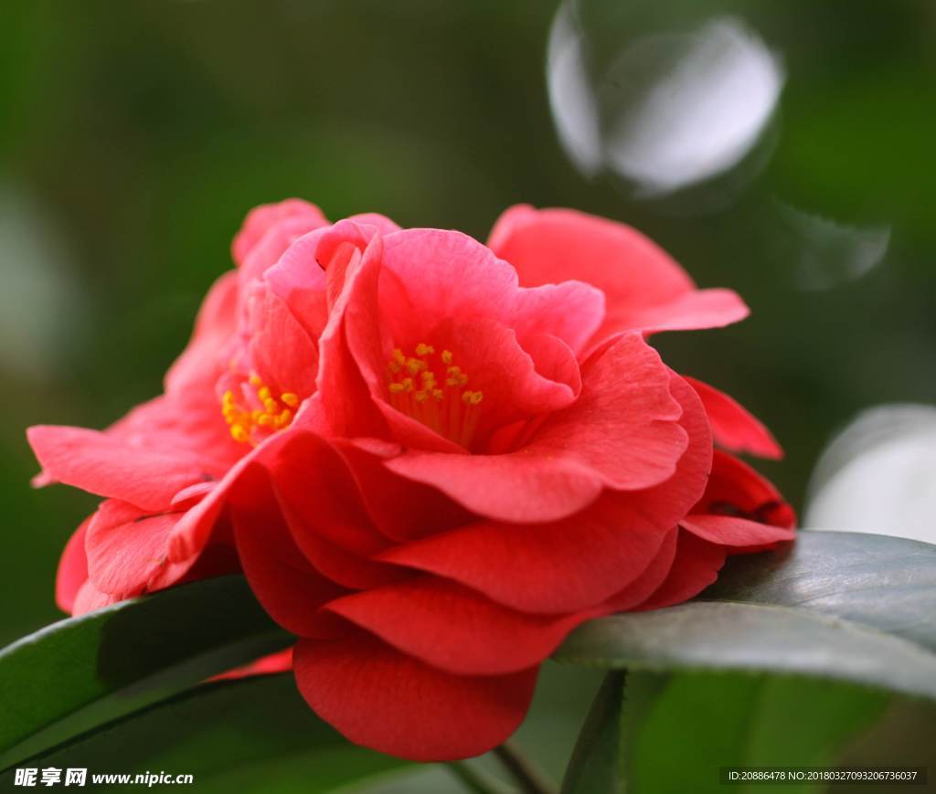 山茶花