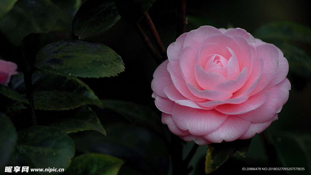山茶花