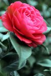 山茶花