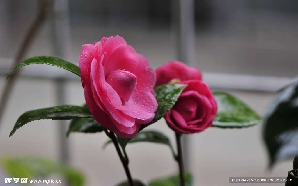 山茶花