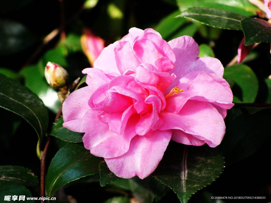山茶花