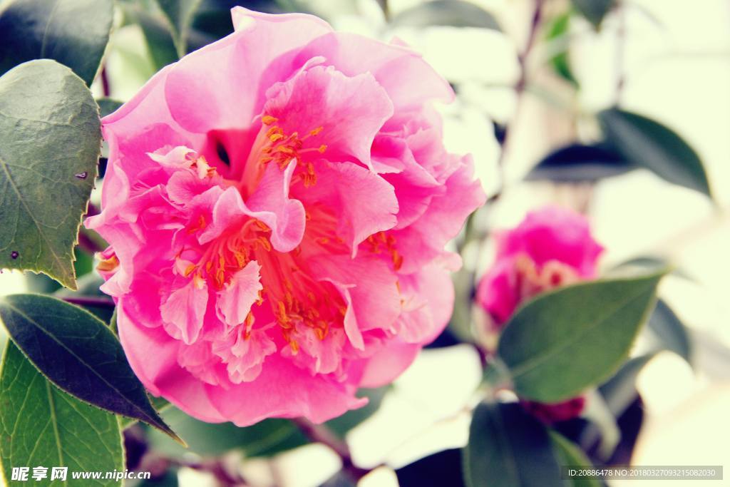 山茶花