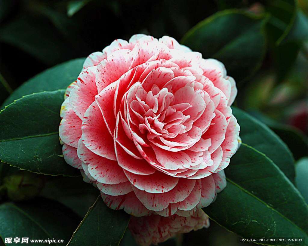 山茶花