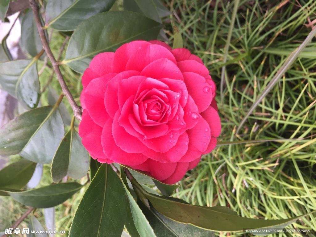 山茶花