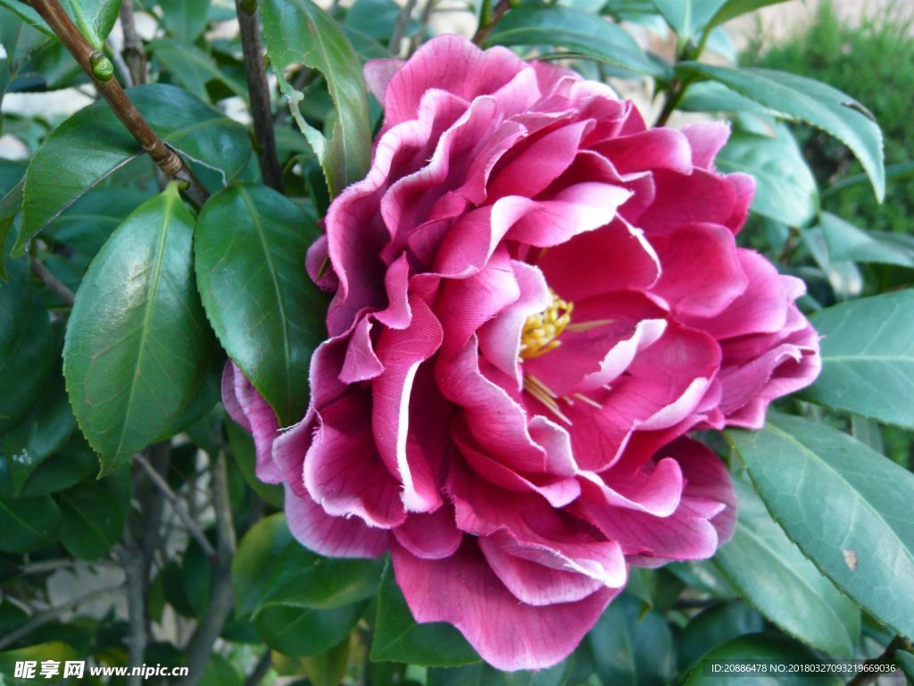 山茶花