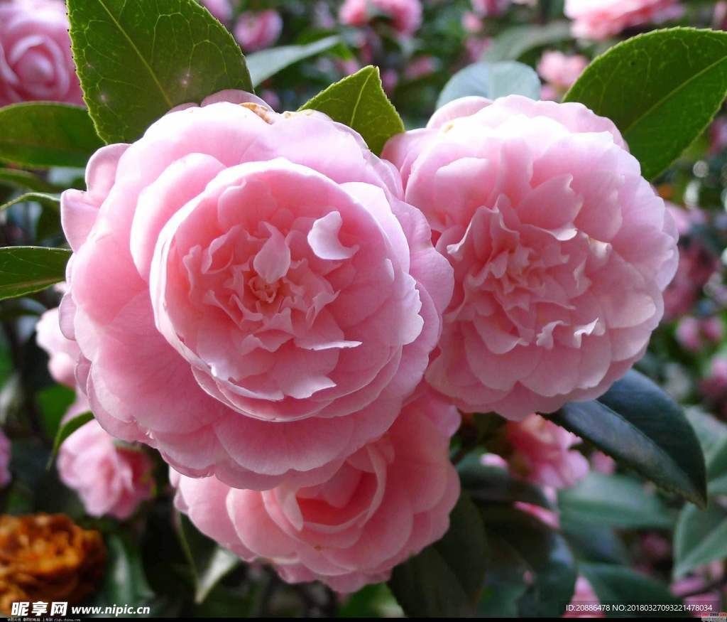 山茶花