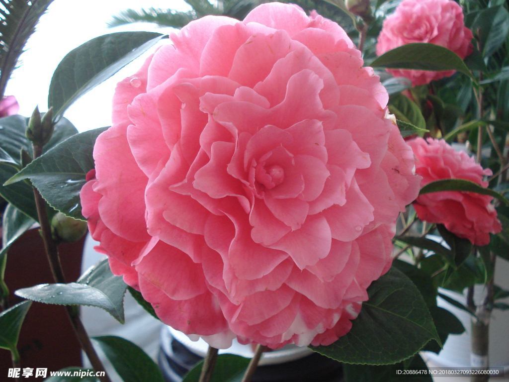 山茶花