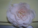 山茶花