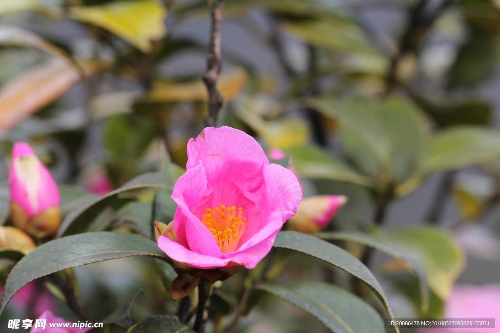 山茶花