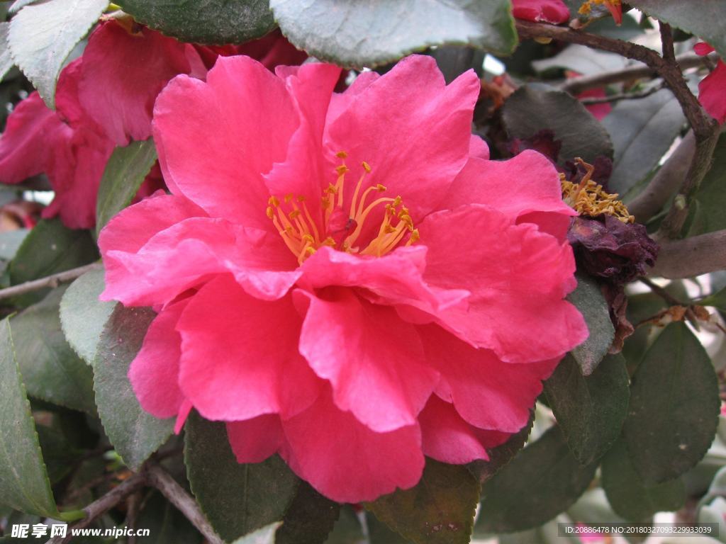 山茶花