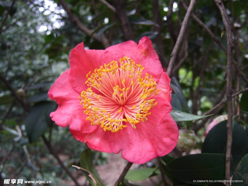 山茶花