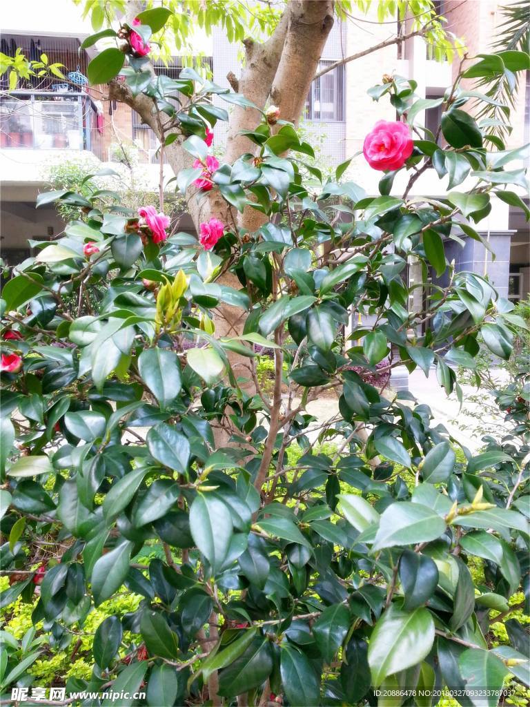 山茶花