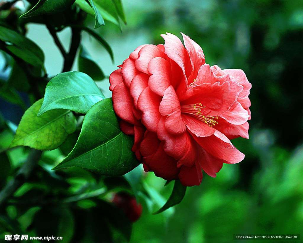 山茶花