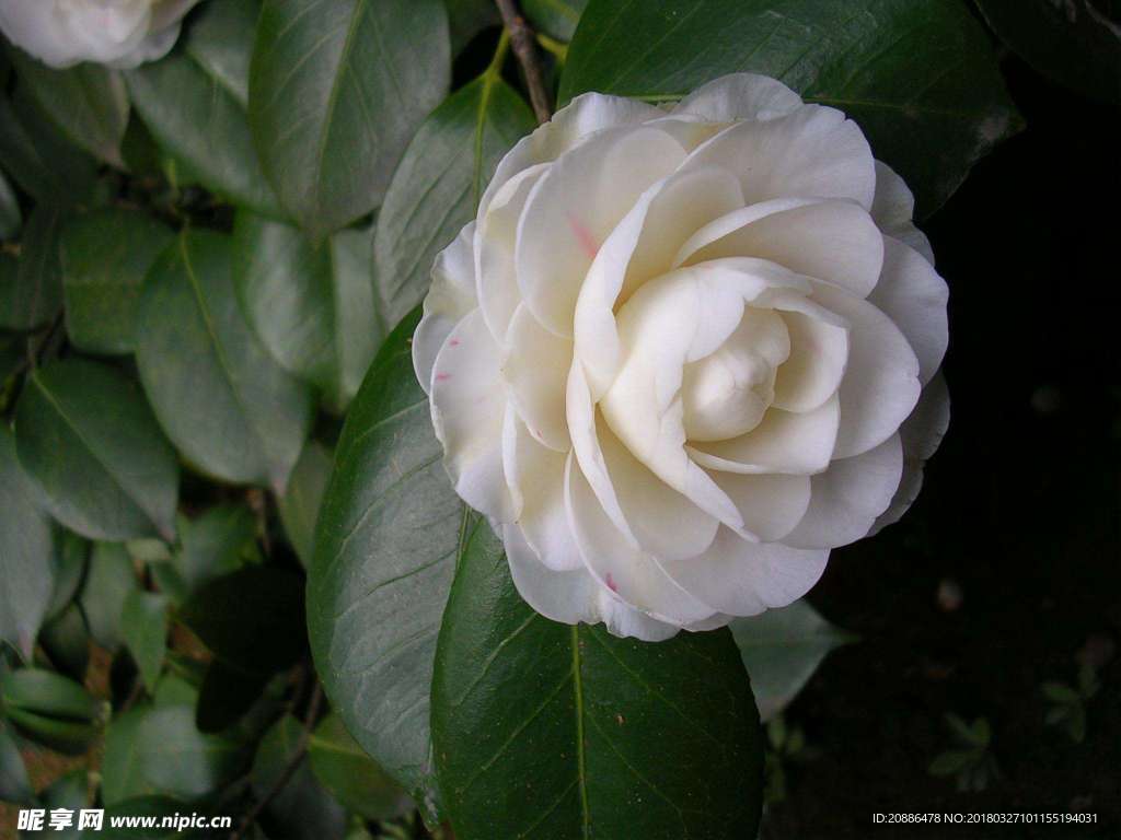 山茶花