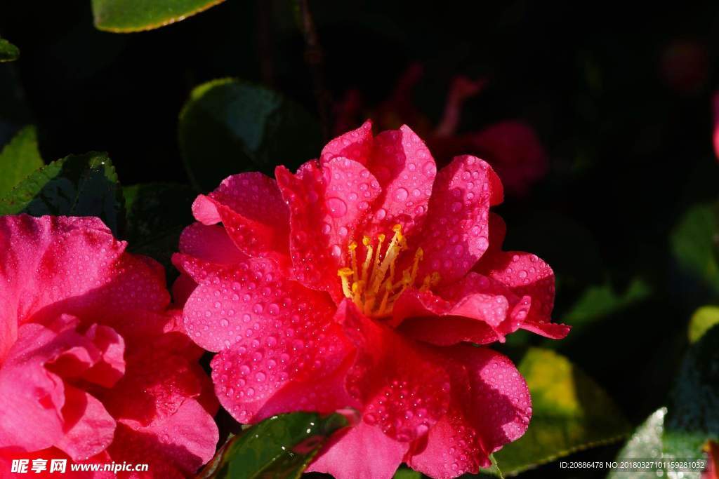 山茶花