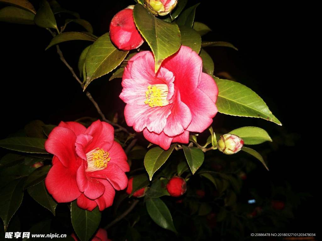 山茶花