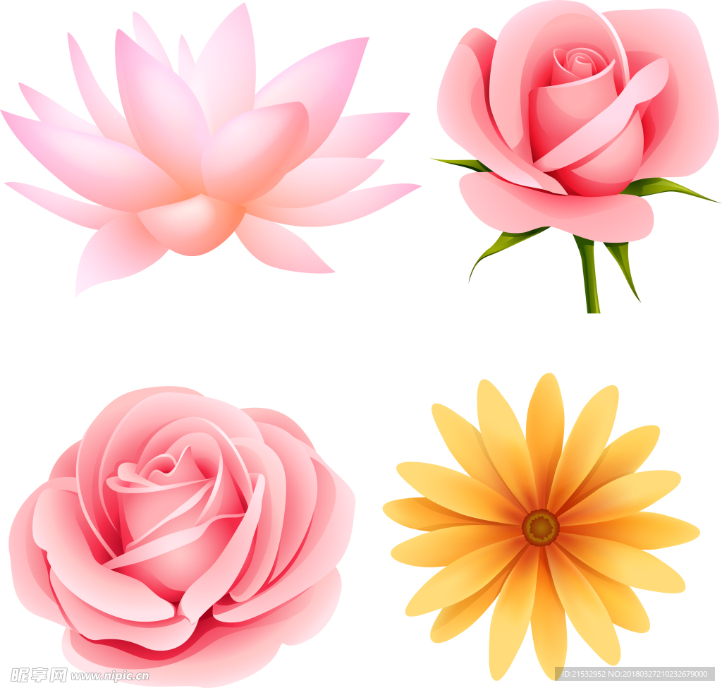 玫瑰花