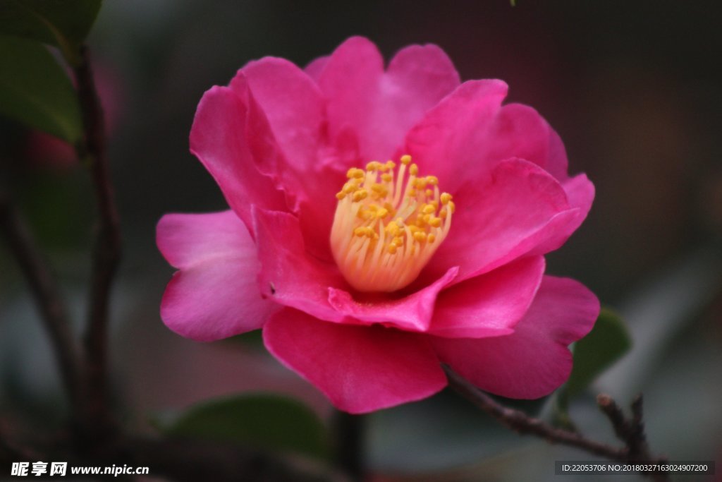 粉红色的山茶花