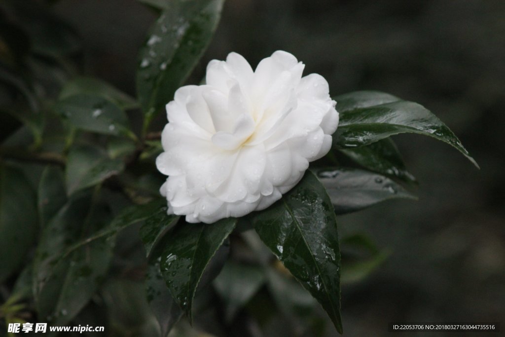 白色山茶花