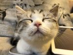 可爱闭眼的猫