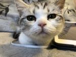 可爱表情猫