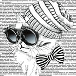 戴眼镜的猫猫