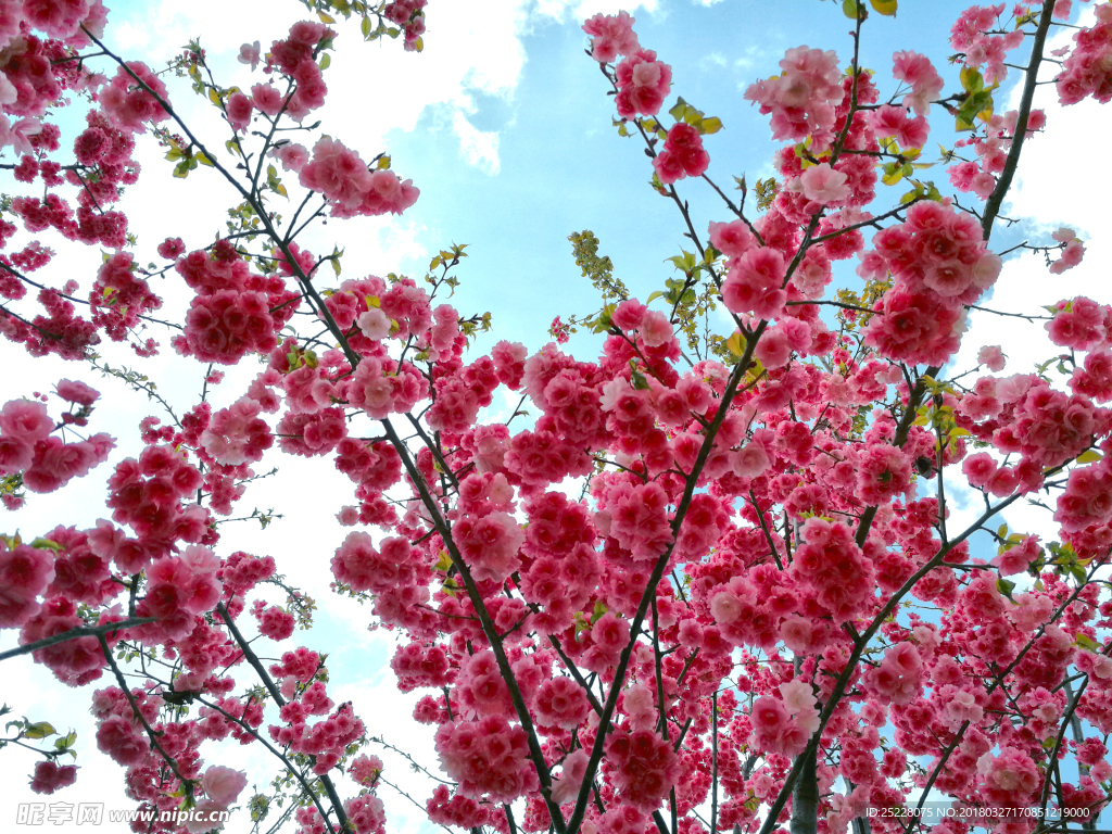 樱花