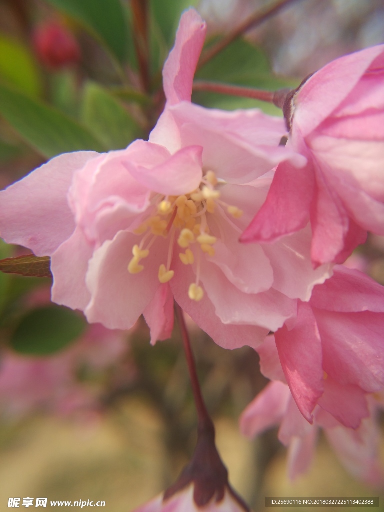 桃花