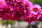 红花  蜜蜂 大黄蜂