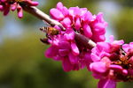 红花  蜜蜂