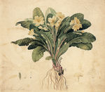 欧报春 植物水彩挂画
