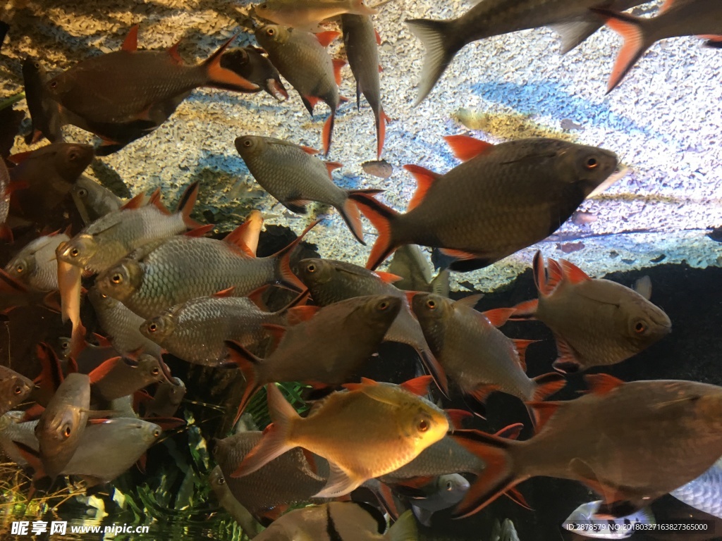 海底世界   海洋  海洋生物