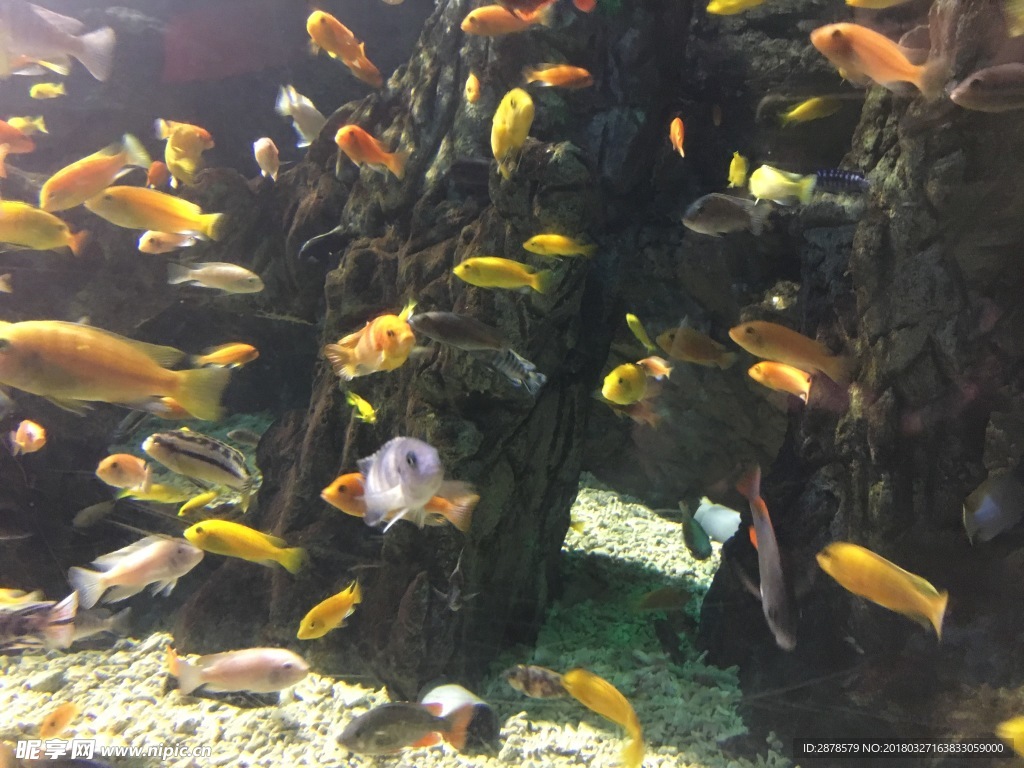 海底世界   海洋  海洋生物