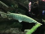 海底世界   海洋  海洋生物