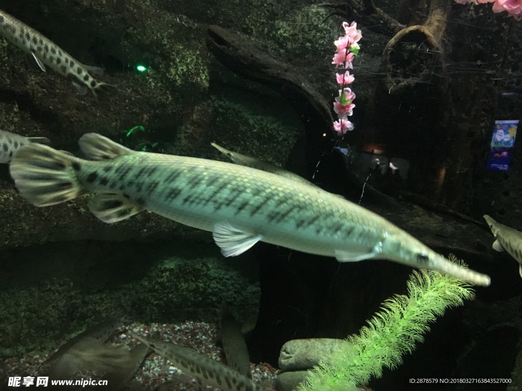 海底世界   海洋  海洋生物
