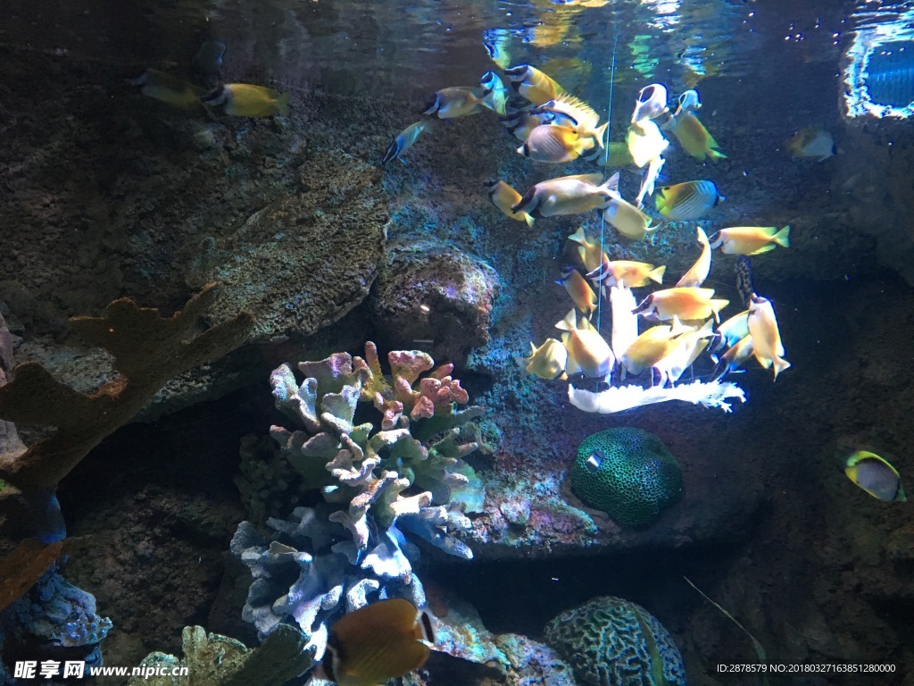 海底世界   海洋  海洋生物
