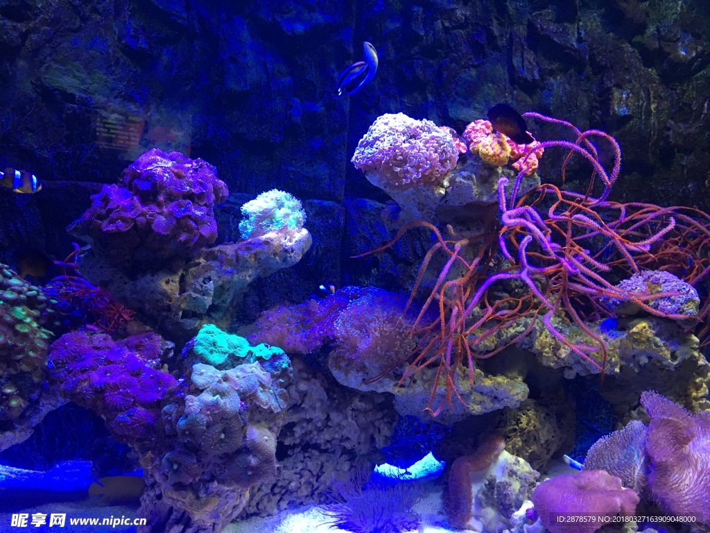 海底世界    珊瑚
