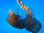 海底世界  水母  海洋生物