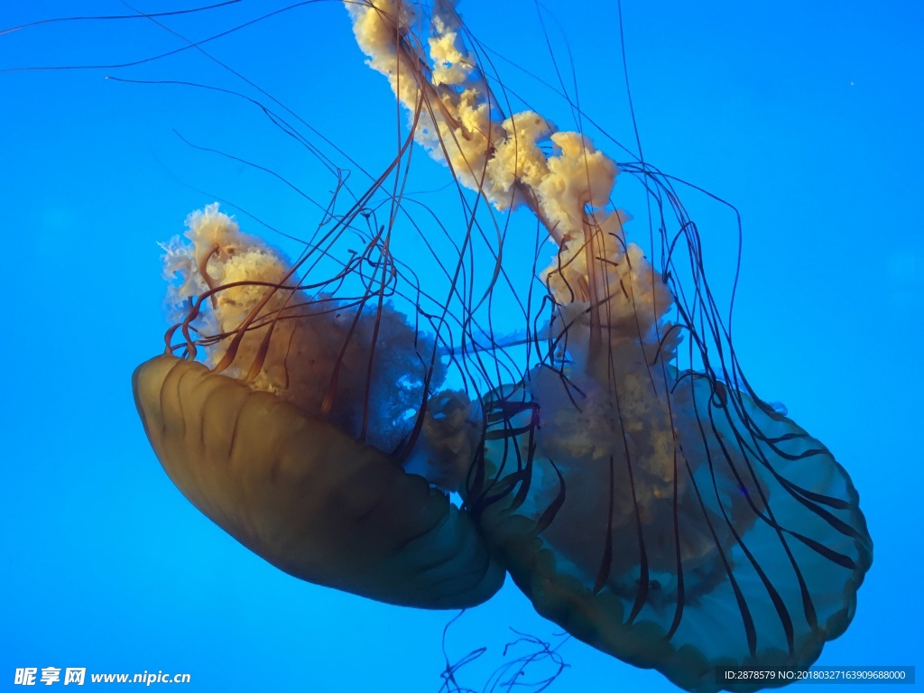 海底世界  水母  海洋生物